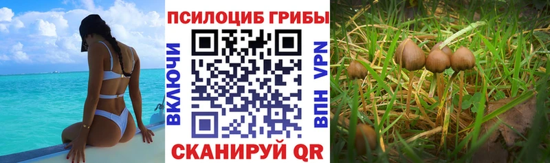 наркота  Гатчина  Псилоцибиновые грибы мицелий 